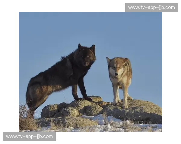 云端野性与金陵余晖：当“西南狼”撞上“蓝血巨人”的绿茵史诗